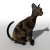 猫-动植物-哺乳动物-VR/AR模型-3D城