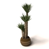 盆景-动植物-盆栽-VR/AR模型-3D城
