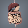 男人体解剖_消化系统-角色人体-医学解剖-VR/AR模型-3D城