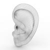 Ear-角色人体-医学解剖-VR/AR模型-3D城