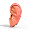 Ear-角色人体-医学解剖-VR/AR模型-3D城