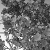 室外植物-动植物-植物-VR/AR模型-3D城