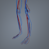 男人体解剖_血液循环系统-角色人体-医学解剖-VR/AR模型-3D城