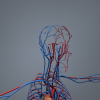 男人体解剖_血液循环系统-角色人体-医学解剖-VR/AR模型-3D城