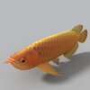 金龙鱼-动植物-鱼类-VR/AR模型-3D城