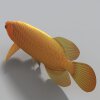 金龙鱼-动植物-鱼类-VR/AR模型-3D城