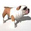 巴哥犬-动植物-哺乳动物-VR/AR模型-3D城