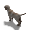 狗-动植物-哺乳动物-VR/AR模型-3D城