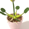 盆景-动植物-盆栽-VR/AR模型-3D城