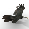老鹰-动植物-鸟类-VR/AR模型-3D城