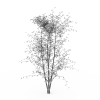 树-动植物-植物-VR/AR模型-3D城