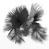 霸王棕-动植物-植物-VR/AR模型-3D城