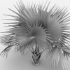霸王棕-动植物-植物-VR/AR模型-3D城