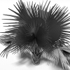 霸王棕-动植物-植物-VR/AR模型-3D城