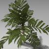 植物槟榔树-动植物-植物-VR/AR模型-3D城