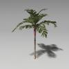 植物槟榔树-动植物-植物-VR/AR模型-3D城