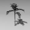 植物槟榔树-动植物-植物-VR/AR模型-3D城