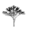 枫木-动植物-植物-VR/AR模型-3D城