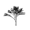枫木-动植物-植物-VR/AR模型-3D城