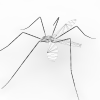 蚊-动植物-昆虫-VR/AR模型-3D城
