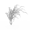 植物-动植物-花草-VR/AR模型-3D城