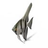 鱼-动植物-鱼类-VR/AR模型-3D城