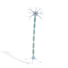 Neuron Cell-科技-医疗设备-VR/AR模型-3D城