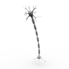 Neuron Cell-科技-医疗设备-VR/AR模型-3D城