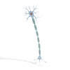 Neuron Cell-科技-医疗设备-VR/AR模型-3D城