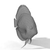 鱼-动植物-鱼类-VR/AR模型-3D城