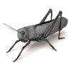 蚱蜢-动植物-昆虫-VR/AR模型-3D城
