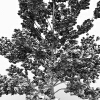 室外植物-动植物-植物-VR/AR模型-3D城