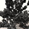 室外植物-动植物-植物-VR/AR模型-3D城