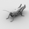 飞蝗-动植物-昆虫-VR/AR模型-3D城