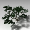 室外植物-动植物-植物-VR/AR模型-3D城