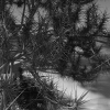 室外植物-动植物-植物-VR/AR模型-3D城