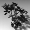 室外植物-动植物-植物-VR/AR模型-3D城