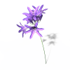 agapanthus-动植物-花草-VR/AR模型-3D城