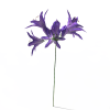 agapanthus-动植物-花草-VR/AR模型-3D城