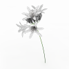 agapanthus-动植物-花草-VR/AR模型-3D城