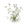 花-动植物-花草-VR/AR模型-3D城