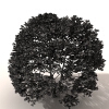 室外植物-动植物-植物-VR/AR模型-3D城