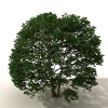室外植物-动植物-植物-VR/AR模型-3D城