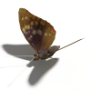 蝴蝶-动植物-昆虫-VR/AR模型-3D城