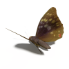 蝴蝶-动植物-昆虫-VR/AR模型-3D城
