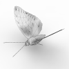 蝴蝶-动植物-昆虫-VR/AR模型-3D城
