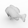蓝鳃鱼-动植物-鱼类-VR/AR模型-3D城