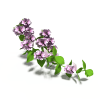 spirea-动植物-花草-VR/AR模型-3D城