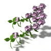 spirea-动植物-花草-VR/AR模型-3D城