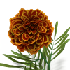 花-动植物-花草-VR/AR模型-3D城
